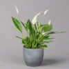 Einblatt 'Bellini' In Keramiktopf Bergamo Grau, Topf-Ø 13 Cm, Höhe Ca. 30 Cm -Die grüne Ecke 0210660088 Spathiphyllum in Uebertopf Bergamo grau 1