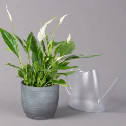 Einblatt 'Bellini' In Keramiktopf Bergamo Grau, Topf-Ø 13 Cm, Höhe Ca. 30 Cm -Die grüne Ecke 0210660088 Spathiphyllum in Uebertopf Bergamo grau 3