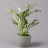 Einblatt 'Diamond', Topf-Ø 12 Cm, Höhe Ca. 40 Cm -Die grüne Ecke 0210660089 Spathiphyllum Diamond 12cm 1 115546