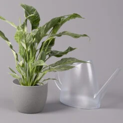 Einblatt 'Diamond', Topf-Ø 12 Cm, Höhe Ca. 40 Cm -Die grüne Ecke 0210660089 Spathiphyllum Diamond 12cm 2 115548