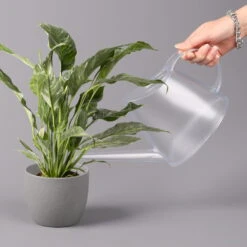 Einblatt 'Diamond', Topf-Ø 12 Cm, Höhe Ca. 40 Cm -Die grüne Ecke 0210660089 Spathiphyllum Diamond 12cm 3 115549