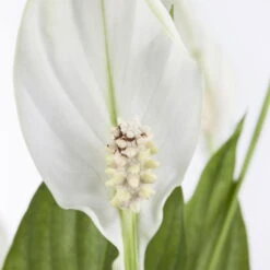 Einblatt 'Bellini' In Übertopf Vibes Gelb, Topf-Ø 13 Cm, Höhe Ca. 30 Cm -Die grüne Ecke 0210660098 0210660099 0210660100 0210660101 Spathiphyllum Bellini 1 124913 1