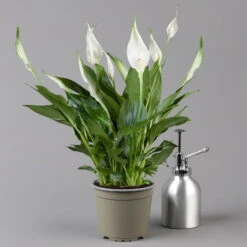 Einblatt 'Bellini' In Übertopf Vibes Gelb, Topf-Ø 13 Cm, Höhe Ca. 30 Cm -Die grüne Ecke 0210660098 0210660099 0210660100 0210660101 Spathiphyllum Bellini 124912 1