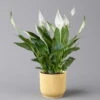Einblatt 'Bellini' In Übertopf Vibes Gelb, Topf-Ø 13 Cm, Höhe Ca. 30 Cm -Die grüne Ecke 0210660101 Spathiphyllum Bellini in uebertopf gelb Elho Vibes 124916