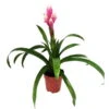 Guzmania 'Candy', Rosa-weiß, Topf-Ø 13 Cm, Höhe Ca. 55 Cm -Die grüne Ecke 0210750225 Guzmania Candy Rosa Weiss