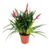 Vriesea Multiflower 'Astrid', Rot, Topf-Ø 12 Cm, Höhe Ca. 35 Cm 1 Vriesea Multiflower 'Astrid', Rot, Topf-Ø 12 Cm, Höhe Ca. 35 Cm -Die grüne Ecke 0210750324 Vriesea multiflower Astrid Rot
