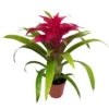 Guzmania 'Deseo Pink', Pink, Topf-Ø 12 Cm, Höhe Ca. 45 Cm -Die grüne Ecke 0210750550 Guzmania Deseo Pink