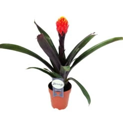 Guzmania 'Tala', Orange-gelb, Topf-Ø 12 Cm , Höhe Ca. 45 Cm -Die grüne Ecke 0210750618 Guzmania Tala 81170