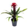 Guzmania 'Francesca', Lila-weiß, Topf-Ø 12 Cm , Höhe Ca. 40 Cm