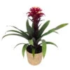 Guzmania 'Francesca', Lila-weiß, Topf-Ø 12 Cm, Mit Korb Maki, Höhe Ca. 40 Cm -Die grüne Ecke 0210750705 Guzmania Francesca im Dekokorb 1