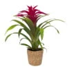 Guzmania 'Deseo Pink', Pink, Topf-Ø 12 Cm, Mit Korb Maki, Höhe Ca. 50 Cm -Die grüne Ecke 0210750707 Guzmania Deseo Pink im Dekokorb 2