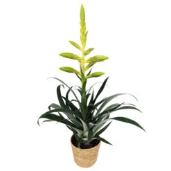 Tillandsia Oerstediana, Topf-Ø 12 Cm, Mit Korb Maki, Höhe Ca. 50 Cm -Die grüne Ecke 0210750713 Tillandsia oerstediana im Dekokorb 1