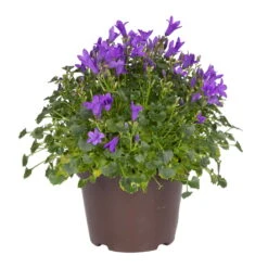 Glockenblume 'Get Mee'®, Blau, Topf-Ø 10,5 Cm, Höhe Ca. 15 Cm, 6er-Set -Die grüne Ecke 0210800017 Campanula Get Mee blau 10 5cm Topf 2