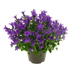 Glockenblume 'Get Mee'®, Blau Und Weiß, Topf-Ø 10,5 Cm, Höhe Ca. 15 Cm -Die grüne Ecke 0210800017 Campanula Get mee blau 10 5cm1 1