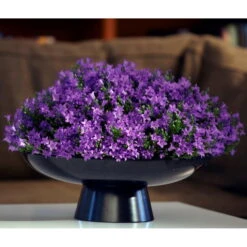 Glockenblume 'Get Mee'®, Blau Und Weiß, Topf-Ø 10,5 Cm, Höhe Ca. 15 Cm -Die grüne Ecke 0210800017 Campanula Get mee blau 10 5cm2 1