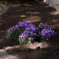 Glockenblume 'Get Mee'®, Blau Und Weiß, Topf-Ø 10,5 Cm, Höhe Ca. 15 Cm -Die grüne Ecke 0210800017 Campanula Get mee blau 10 5cm3 1