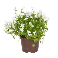 Glockenblume 'Get Mee'®, Weiß, Topf-Ø 10,5 Cm, Höhe Ca. 15 Cm, 6er-Set -Die grüne Ecke 0210800088 Campanula Get Mee weiss 10 5cm Topf 2 1