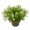 Glockenblume 'Get Mee'®, Weiß, Topf-Ø 10,5 Cm, Höhe Ca. 15 Cm, 6er-Set -Die grüne Ecke 0210800088 Campanula Get Mee weiss 10 5cm 1