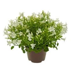 Glockenblume 'Get Mee'®, Blau Und Weiß, Topf-Ø 10,5 Cm, Höhe Ca. 15 Cm -Die grüne Ecke 0210800088 Campanula Get Mee weiss 10 5cm