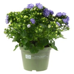 Glockenblume 'Like Mee'®, Blau Und Weiß, Topf-Ø 10,5 Cm, Höhe Ca. 15 Cm, 6er-Set -Die grüne Ecke 0210800201 Campanula Like Mee blau 6er Set 6xblau 105cm Topf2
