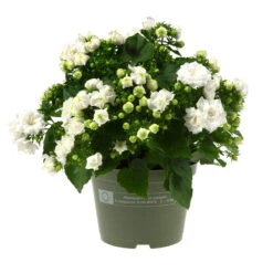 Glockenblume 'Like Mee'®, Weiß, Topf-Ø 10,5 Cm, Höhe Ca. 15 Cm, 6er-Set -Die grüne Ecke 0210800202 Campanula Like Mee weiss 6er Set 6xweiss 105cm Topf 1