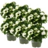Glockenblume 'Like Mee'®, Weiß, Topf-Ø 10,5 Cm, Höhe Ca. 15 Cm, 6er-Set -Die grüne Ecke 0210800202 Campanula Like Mee weiss 6er Set 6xweiss 105cm Topf 1