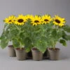 Sonnenblume 'Sunsation'® Gelb, Topf-Ø 12/13 Cm, 6er-Set -Die grüne Ecke 0210850025 Helianthus annuus Sunsation gelb T12 13 H25 6er Set 1 125624
