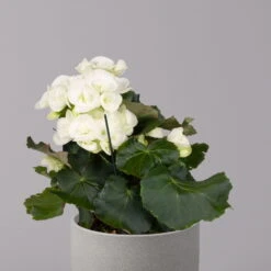 Elatior-Begonie, Topf-Ø 14 Cm, Weiß, Höhe Ca. 20-27 Cm, 4er-Set -Die grüne Ecke 0210900295 Begonia Elatior weiss 32
