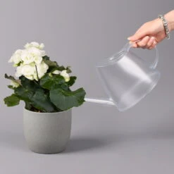 Elatior-Begonie, Topf-Ø 14 Cm, Weiß, Höhe Ca. 20-27 Cm, 4er-Set -Die grüne Ecke 0210900295 Begonia Elatior weiss 42