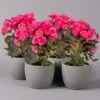 Elatior-Begonie, Topf-Ø 14 Cm, Rosatöne, Höhe Ca. 20-27 Cm, 4er-Set -Die grüne Ecke 0210900296 Begonia Elatior rosa 12