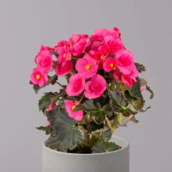 Elatior-Begonie, Topf-Ø 14 Cm, Rosatöne, Höhe Ca. 20-27 Cm, 4er-Set -Die grüne Ecke 0210900296 Begonia Elatior rosa 32