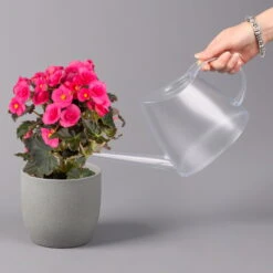 Elatior-Begonie, Topf-Ø 14 Cm, Rosatöne, Höhe Ca. 20-27 Cm, 4er-Set -Die grüne Ecke 0210900296 Begonia Elatior rosa 42