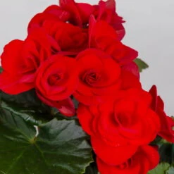 Elatior-Begonie, Topf-Ø 14 Cm, Rot, Höhe Ca. 20-27 Cm, 4er-Set -Die grüne Ecke 0210900297 Begonia Elatior T14 rot 4er Set 42