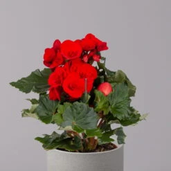Elatior-Begonie, Topf-Ø 14 Cm, Rot, Höhe Ca. 20-27 Cm, 4er-Set -Die grüne Ecke 0210900297 Begonia Elatior rot 32