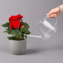 Elatior-Begonie, Topf-Ø 14 Cm, Rot, Höhe Ca. 20-27 Cm, 4er-Set -Die grüne Ecke 0210900297 Begonia Elatior rot 42