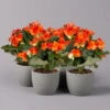 Elatior-Begonie, Topf-Ø 14 Cm, Orange, Höhe Ca. 20-27 Cm, 4er-Set -Die grüne Ecke 0210900298 Begonia Elatior orange 12