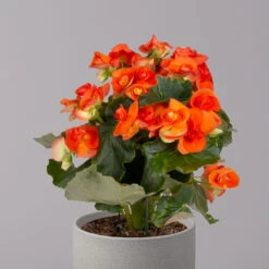 Elatior-Begonie, Topf-Ø 14 Cm, Orange, Höhe Ca. 20-27 Cm, 4er-Set -Die grüne Ecke 0210900298 Begonia Elatior orange 32
