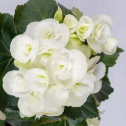 Elatior-Begonie, Topf-Ø 14 Cm, Rosa & Weiß, Höhe Ca. 20-27 Cm, 4er-Set -Die grüne Ecke 0210900300 Begonia Elatior weiss rosa 5