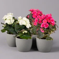 Elatior-Begonie, Topf-Ø 14 Cm, Rosa & Weiß, Höhe Ca. 20-27 Cm, 4er-Set