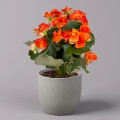 Elatior-Begonie, Topf-Ø 14 Cm, Gelb & Orange, Höhe Ca. 20-27 Cm, 4er-Set -Die grüne Ecke 0210900301 Begonia Elatior gelb orange 3