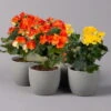 Elatior-Begonie, Topf-Ø 14 Cm, Gelb & Orange, Höhe Ca. 20-27 Cm, 4er-Set -Die grüne Ecke 0210900301 Begonia Elatior gelb orange2