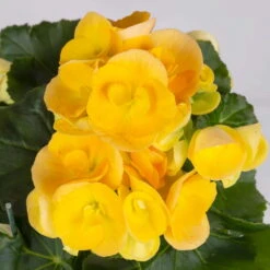 Elatior-Begonie, Topf-Ø 14 Cm, Verschiedene Farben, Höhe Ca. 20-27 Cm, 4er-Set -Die grüne Ecke 0210900302 Begonia Elatior Farbe nach Verfuegbarkeit 4