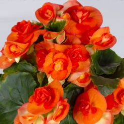 Elatior-Begonie, Topf-Ø 14 Cm, Verschiedene Farben, Höhe Ca. 20-27 Cm, 4er-Set -Die grüne Ecke 0210900302 Begonia Elatior Farbe nach Verfuegbarkeit 6