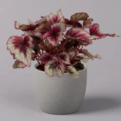 Blattbegonie 'Evening Glow', Topf-Ø 12 Cm, Höhe Ca. 25 Cm, 3er-Set -Die grüne Ecke 0210900311 Blattbegonie Evening Glow 3er Set 2