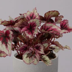 Blattbegonie 'Evening Glow', Topf-Ø 12 Cm, Höhe Ca. 25 Cm, 3er-Set -Die grüne Ecke 0210900311 Blattbegonie Evening Glow 3er Set 3