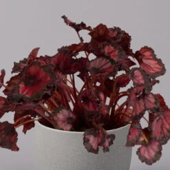 Blattbegonie 'Inca Night', Topf-Ø 12 Cm, Höhe Ca. 25 Cm, 3er-Set -Die grüne Ecke 0210900312 Blattbegonie Inca Night 3er Set 3