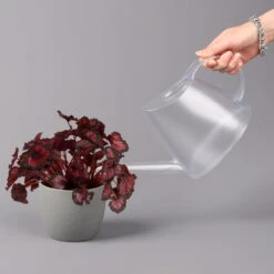 Blattbegonie 'Inca Night', Topf-Ø 12 Cm, Höhe Ca. 25 Cm, 3er-Set -Die grüne Ecke 0210900312 Blattbegonie Inca Night 3er Set 4