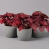 Blattbegonie 'Inca Flame', Topf-Ø 12 Cm, Höhe Ca. 25 Cm, 3er-Set -Die grüne Ecke 0210900313 Blattbegonie Inca Flame 3er Set neu 1