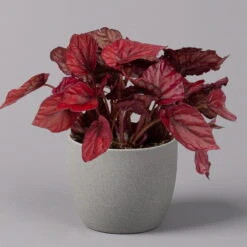 Blattbegonie 'Inca Flame', Topf-Ø 12 Cm, Höhe Ca. 25 Cm, 3er-Set -Die grüne Ecke 0210900313 Blattbegonie Inca Flame 3er Set neu 2