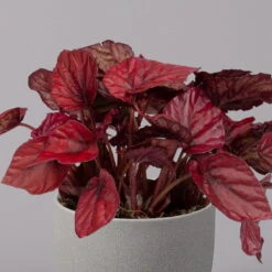 Blattbegonie 'Inca Flame', Topf-Ø 12 Cm, Höhe Ca. 25 Cm, 3er-Set -Die grüne Ecke 0210900313 Blattbegonie Inca Flame 3er Set neu 3